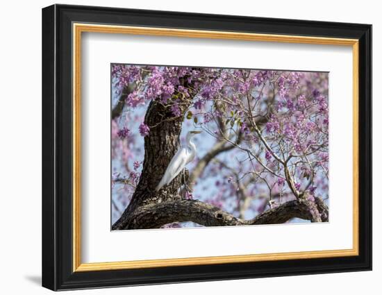 Brazil, Mato Grosso, the Pantanal, Transpantaneira Highway, Great Egret, Ipei Tree-Ellen Goff-Framed Photographic Print