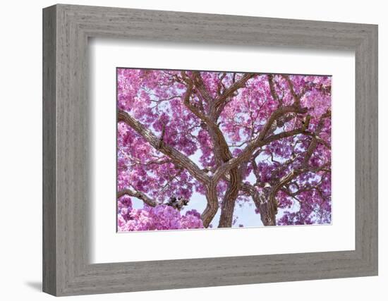 Brazil, Mato Grosso, the Pantanal. Trunks and Blossoms Inside the Pink Ipe Tree in Bloom-Ellen Goff-Framed Photographic Print