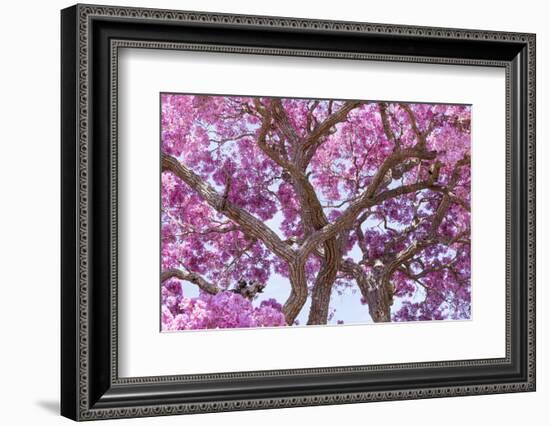 Brazil, Mato Grosso, the Pantanal. Trunks and Blossoms Inside the Pink Ipe Tree in Bloom-Ellen Goff-Framed Photographic Print