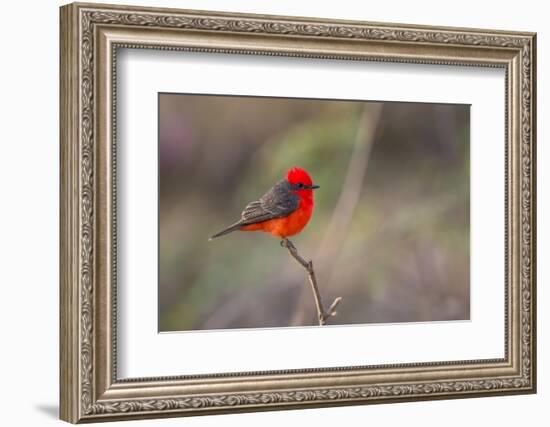 Brazil, Mato Grosso, the Pantanal. Vermillion Flycatcher Portrait-Ellen Goff-Framed Photographic Print