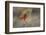 Brazil, Mato Grosso, the Pantanal. Vermillion Flycatcher Portrait-Ellen Goff-Framed Photographic Print