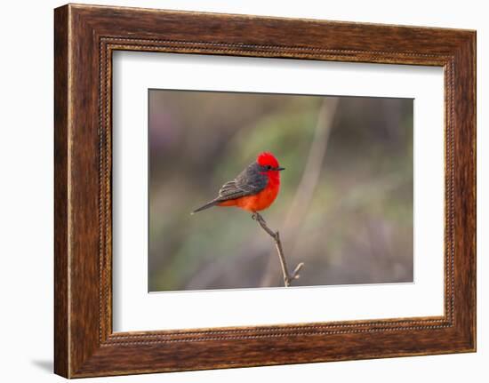 Brazil, Mato Grosso, the Pantanal. Vermillion Flycatcher Portrait-Ellen Goff-Framed Photographic Print