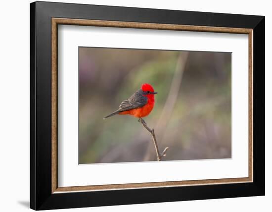 Brazil, Mato Grosso, the Pantanal. Vermillion Flycatcher Portrait-Ellen Goff-Framed Photographic Print