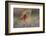 Brazil, Mato Grosso, the Pantanal. Vermillion Flycatcher Portrait-Ellen Goff-Framed Photographic Print