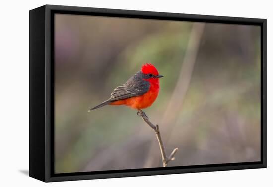 Brazil, Mato Grosso, the Pantanal. Vermillion Flycatcher Portrait-Ellen Goff-Framed Premier Image Canvas