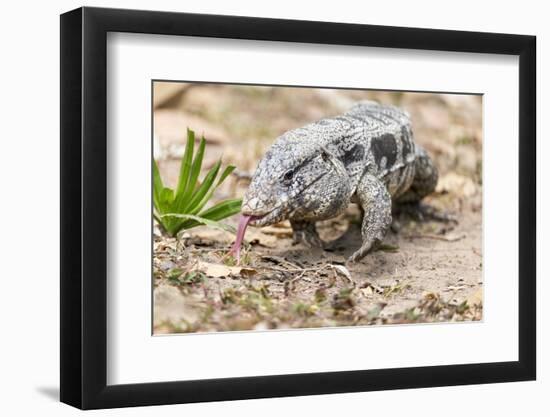 Brazil, Mato Grosso, the Pantanal. Walking Black Tegu-Ellen Goff-Framed Photographic Print