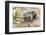 Brazil, Mato Grosso, the Pantanal. Walking Black Tegu-Ellen Goff-Framed Photographic Print