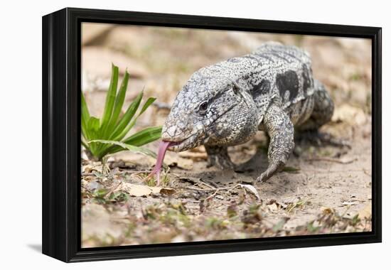 Brazil, Mato Grosso, the Pantanal. Walking Black Tegu-Ellen Goff-Framed Premier Image Canvas