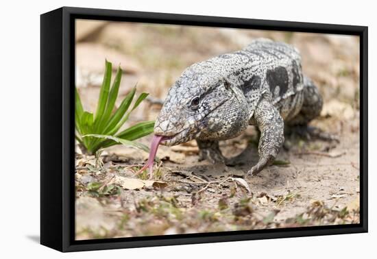 Brazil, Mato Grosso, the Pantanal. Walking Black Tegu-Ellen Goff-Framed Premier Image Canvas