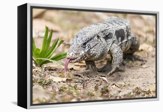 Brazil, Mato Grosso, the Pantanal. Walking Black Tegu-Ellen Goff-Framed Premier Image Canvas