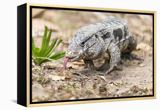 Brazil, Mato Grosso, the Pantanal. Walking Black Tegu-Ellen Goff-Framed Premier Image Canvas