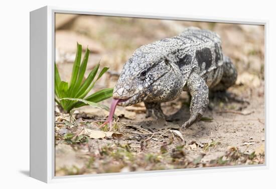 Brazil, Mato Grosso, the Pantanal. Walking Black Tegu-Ellen Goff-Framed Premier Image Canvas