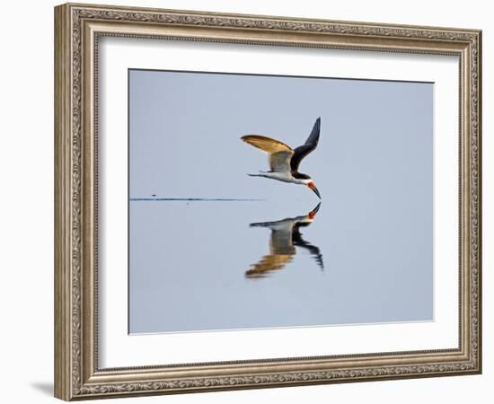 Brazil, Pantanal, Mato Grosso Do Sul. a Black Skimmer Flies Low over the Rio Negro River.-Nigel Pavitt-Framed Photographic Print