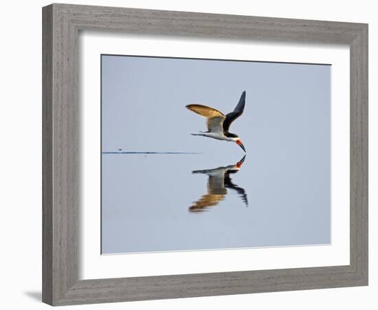 Brazil, Pantanal, Mato Grosso Do Sul. a Black Skimmer Flies Low over the Rio Negro River.-Nigel Pavitt-Framed Photographic Print