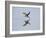 Brazil, Pantanal, Mato Grosso Do Sul. a Black Skimmer Flies Low over the Rio Negro River.-Nigel Pavitt-Framed Photographic Print