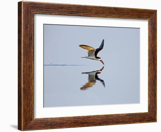 Brazil, Pantanal, Mato Grosso Do Sul. a Black Skimmer Flies Low over the Rio Negro River.-Nigel Pavitt-Framed Photographic Print