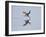 Brazil, Pantanal, Mato Grosso Do Sul. a Black Skimmer Flies Low over the Rio Negro River.-Nigel Pavitt-Framed Photographic Print