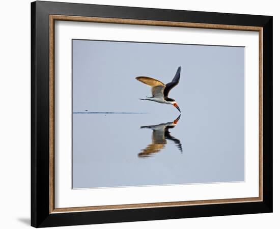 Brazil, Pantanal, Mato Grosso Do Sul. a Black Skimmer Flies Low over the Rio Negro River.-Nigel Pavitt-Framed Photographic Print