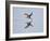 Brazil, Pantanal, Mato Grosso Do Sul. a Black Skimmer Flies Low over the Rio Negro River.-Nigel Pavitt-Framed Photographic Print