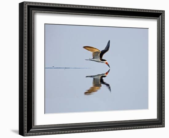 Brazil, Pantanal, Mato Grosso Do Sul. a Black Skimmer Flies Low over the Rio Negro River.-Nigel Pavitt-Framed Photographic Print