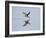 Brazil, Pantanal, Mato Grosso Do Sul. a Black Skimmer Flies Low over the Rio Negro River.-Nigel Pavitt-Framed Photographic Print