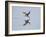 Brazil, Pantanal, Mato Grosso Do Sul. a Black Skimmer Flies Low over the Rio Negro River.-Nigel Pavitt-Framed Photographic Print