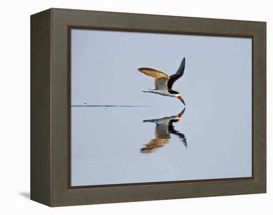 Brazil, Pantanal, Mato Grosso Do Sul. a Black Skimmer Flies Low over the Rio Negro River.-Nigel Pavitt-Framed Premier Image Canvas