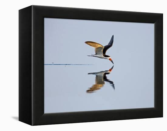 Brazil, Pantanal, Mato Grosso Do Sul. a Black Skimmer Flies Low over the Rio Negro River.-Nigel Pavitt-Framed Premier Image Canvas
