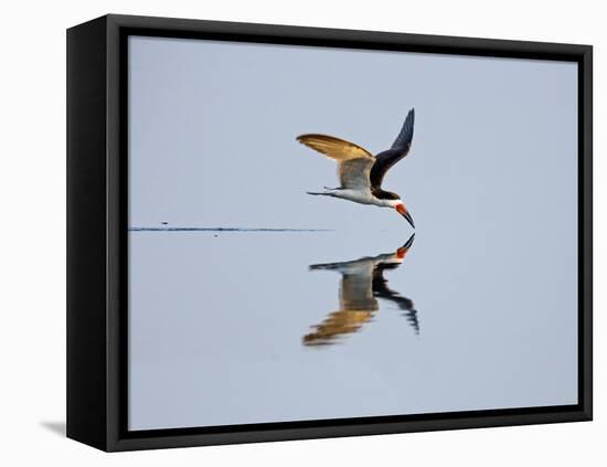 Brazil, Pantanal, Mato Grosso Do Sul. a Black Skimmer Flies Low over the Rio Negro River.-Nigel Pavitt-Framed Premier Image Canvas