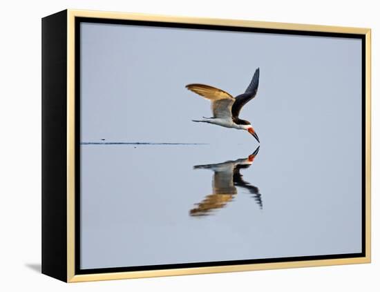 Brazil, Pantanal, Mato Grosso Do Sul. a Black Skimmer Flies Low over the Rio Negro River.-Nigel Pavitt-Framed Premier Image Canvas