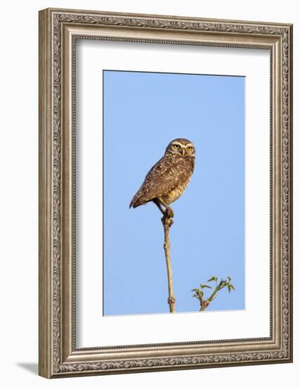 Brazil, Pantanal, Mato Grosso Do Sul. a Burrowing Owl.-Nigel Pavitt-Framed Photographic Print