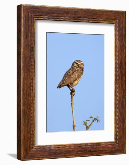 Brazil, Pantanal, Mato Grosso Do Sul. a Burrowing Owl.-Nigel Pavitt-Framed Photographic Print