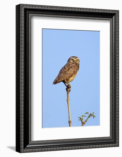 Brazil, Pantanal, Mato Grosso Do Sul. a Burrowing Owl.-Nigel Pavitt-Framed Photographic Print