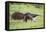 Brazil, Pantanal, Mato Grosso Do Sul. a Female Giant Anteater or Ant Bear with a Baby on its Back.-Nigel Pavitt-Framed Premier Image Canvas