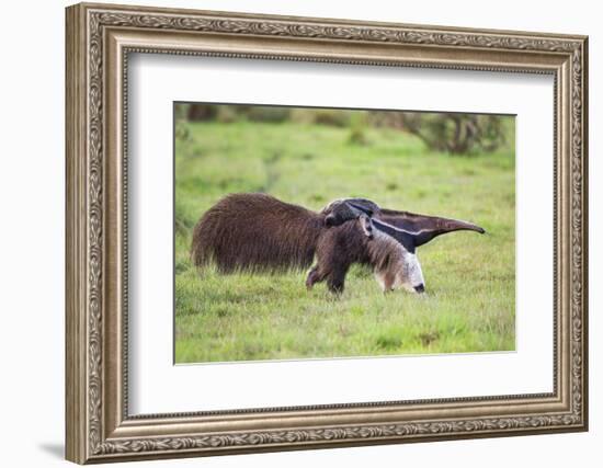 Brazil, Pantanal, Mato Grosso Do Sul. a Female Giant Anteater or Ant Bear with a Baby on its Back.-Nigel Pavitt-Framed Photographic Print