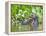 Brazil, Pantanal, Mato Grosso Do Sul. a Giant River Otter Eating an Armoured Catfish-Nigel Pavitt-Framed Premier Image Canvas