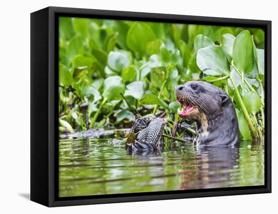 Brazil, Pantanal, Mato Grosso Do Sul. a Giant River Otter Eating an Armoured Catfish-Nigel Pavitt-Framed Premier Image Canvas