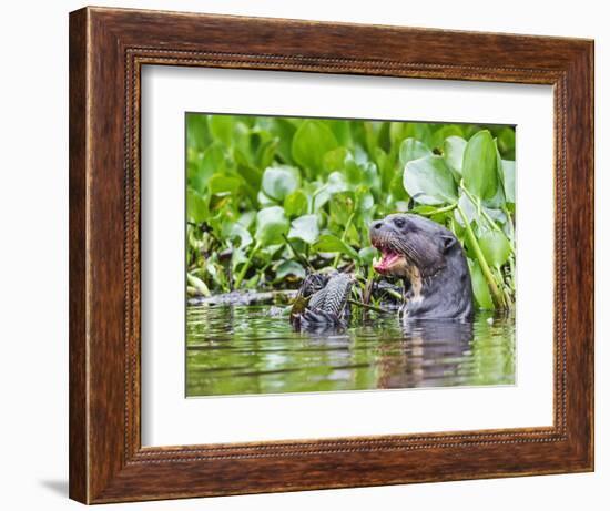 Brazil, Pantanal, Mato Grosso Do Sul. a Giant River Otter Eating an Armoured Catfish-Nigel Pavitt-Framed Photographic Print