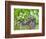 Brazil, Pantanal, Mato Grosso Do Sul. a Giant River Otter Eating an Armoured Catfish-Nigel Pavitt-Framed Photographic Print