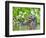 Brazil, Pantanal, Mato Grosso Do Sul. a Giant River Otter Eating an Armoured Catfish-Nigel Pavitt-Framed Photographic Print