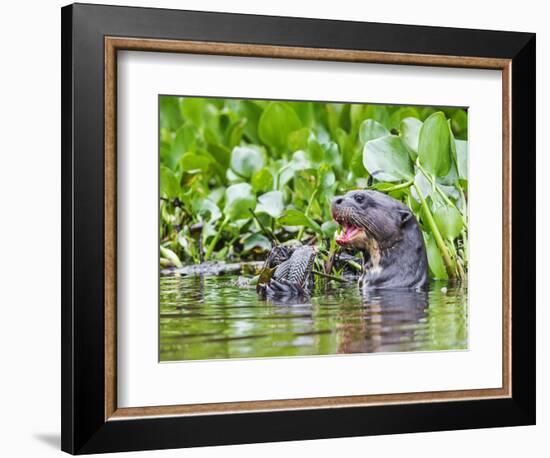 Brazil, Pantanal, Mato Grosso Do Sul. a Giant River Otter Eating an Armoured Catfish-Nigel Pavitt-Framed Photographic Print