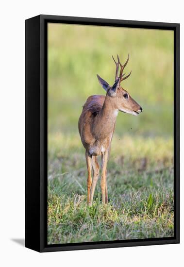 Brazil, Pantanal, Mato Grosso Do Sul. a Male Pampas Deer.-Nigel Pavitt-Framed Premier Image Canvas