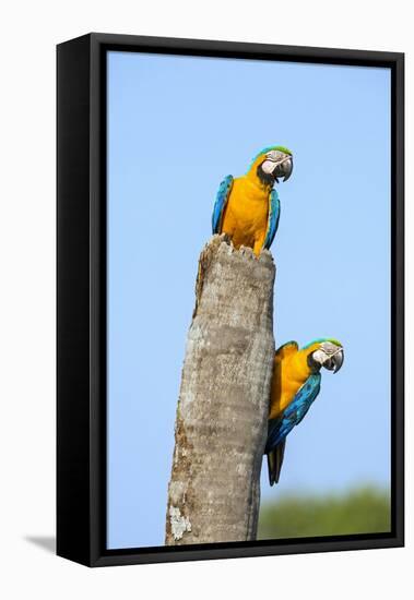 Brazil, Pantanal, Mato Grosso Do Sul. a Pair of Beautiful Blue-And-Yellow Macaws.-Nigel Pavitt-Framed Premier Image Canvas