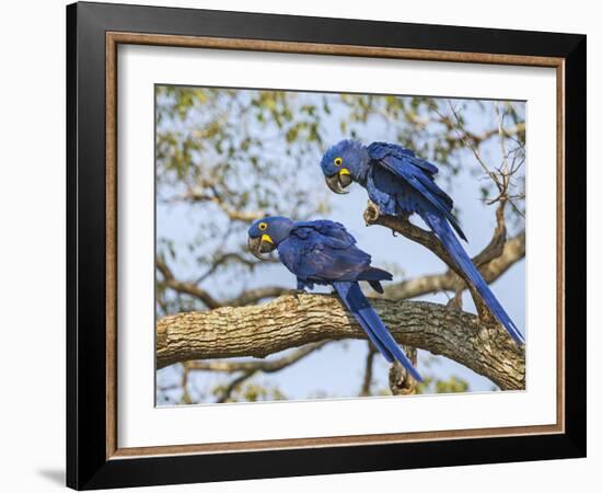 Brazil, Pantanal, Mato Grosso Do Sul. a Pair of Hyacinth Macaws. L.-Nigel Pavitt-Framed Photographic Print