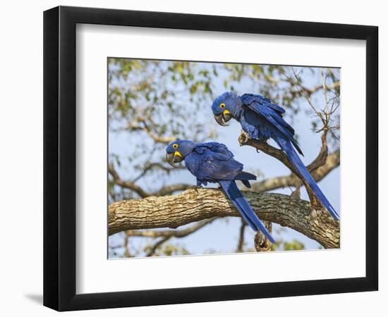 Brazil, Pantanal, Mato Grosso Do Sul. a Pair of Hyacinth Macaws. L.-Nigel Pavitt-Framed Photographic Print