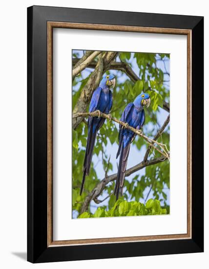 Brazil, Pantanal, Mato Grosso Do Sul. a Pair of Hyacinth Macaws.-Nigel Pavitt-Framed Photographic Print