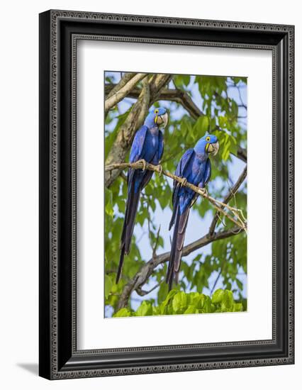 Brazil, Pantanal, Mato Grosso Do Sul. a Pair of Hyacinth Macaws.-Nigel Pavitt-Framed Photographic Print