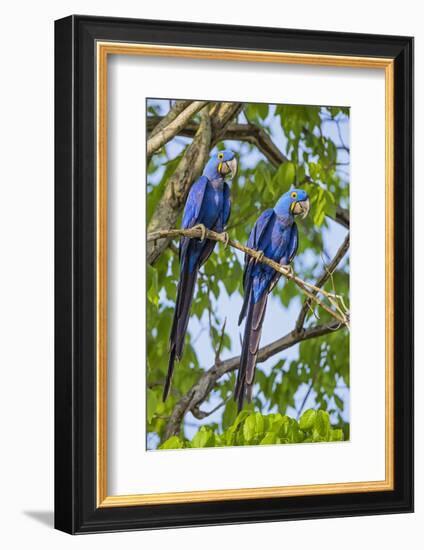 Brazil, Pantanal, Mato Grosso Do Sul. a Pair of Hyacinth Macaws.-Nigel Pavitt-Framed Photographic Print