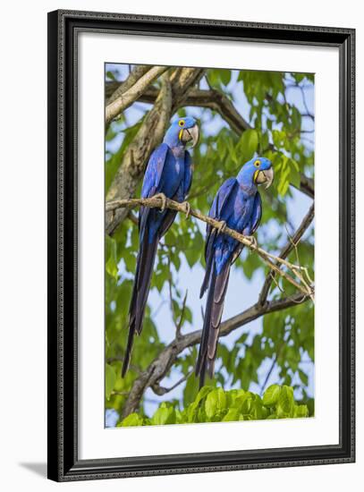 Brazil, Pantanal, Mato Grosso Do Sul. a Pair of Hyacinth Macaws.-Nigel Pavitt-Framed Photographic Print