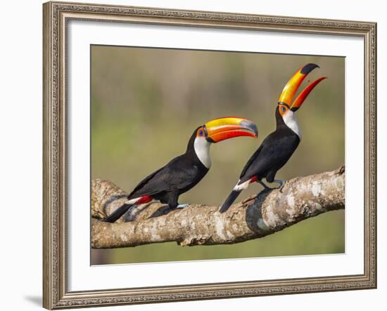 Brazil, Pantanal, Mato Grosso Do Sul. a Pair of Spectacular Toco Toucans Feeding.-Nigel Pavitt-Framed Photographic Print